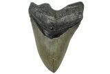 Serrated, Fossil Megalodon Tooth - North Carolina #309497-1